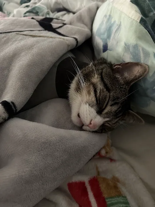 Cat's Meow Veterinary Hospital 6