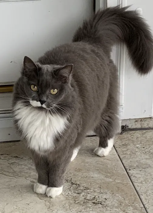 Cat's Meow Veterinary Hospital 1