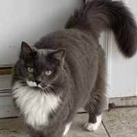 Cat's Meow Veterinary Hospital ico