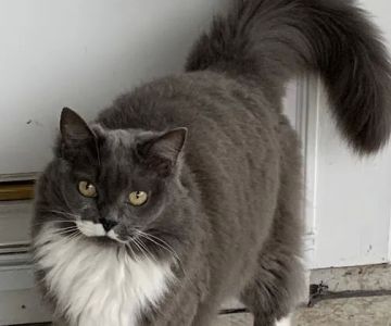Cat's Meow Veterinary Hospital