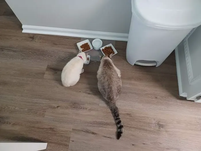 Cat's Meow Veterinary Hospital 2