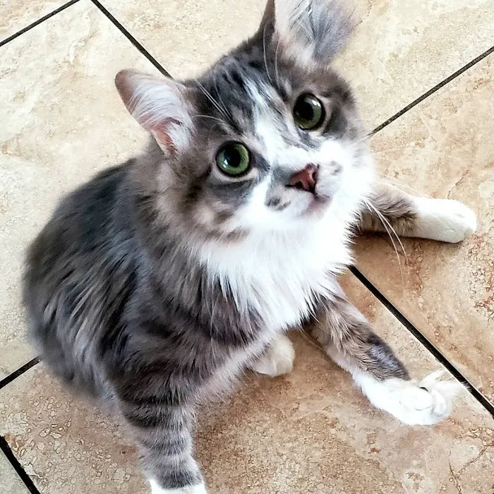 Cat's Meow Veterinary Hospital 7