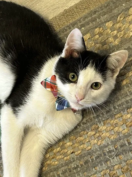 Cat's Meow Veterinary Hospital 4