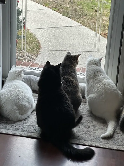 Cat's Meow Veterinary Hospital 8