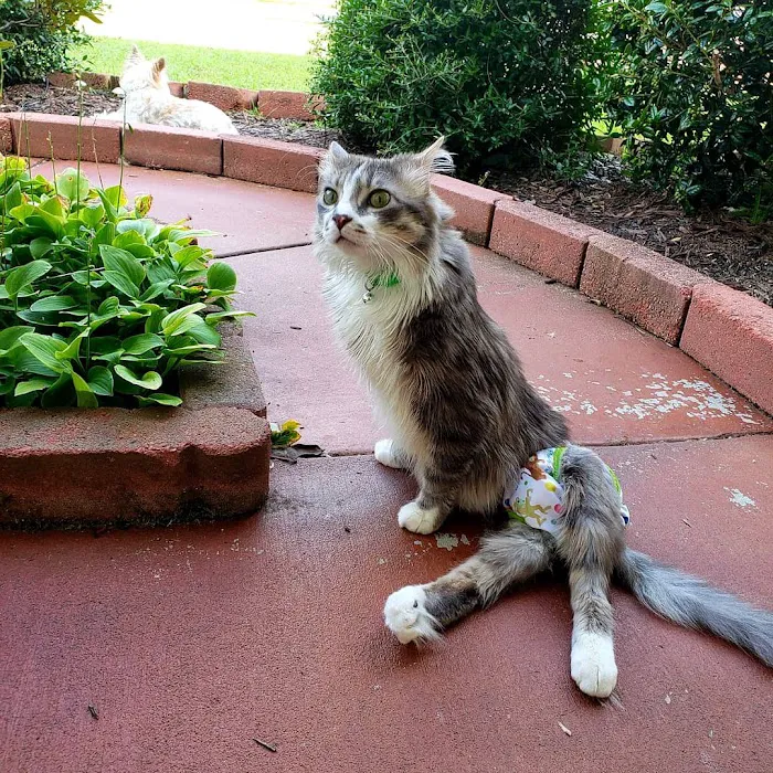 Cat's Meow Veterinary Hospital 5