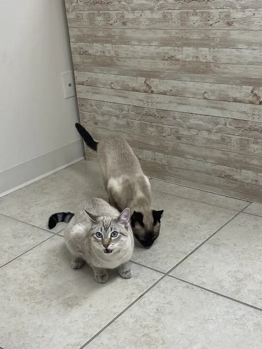Cat's Meow Veterinary Hospital 3