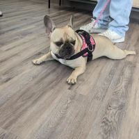 Hometown Veterinary Partners Myrtle Beach ico