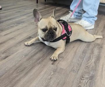 Hometown Veterinary Partners Myrtle Beach