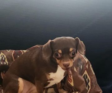 PetVet Vaccination Clinic