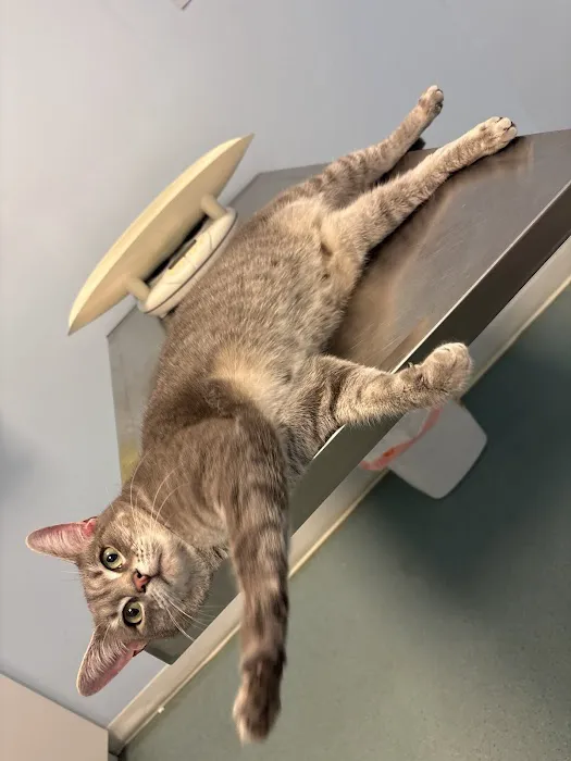 Pet Doctor 3