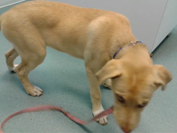 Pet Doctor 5