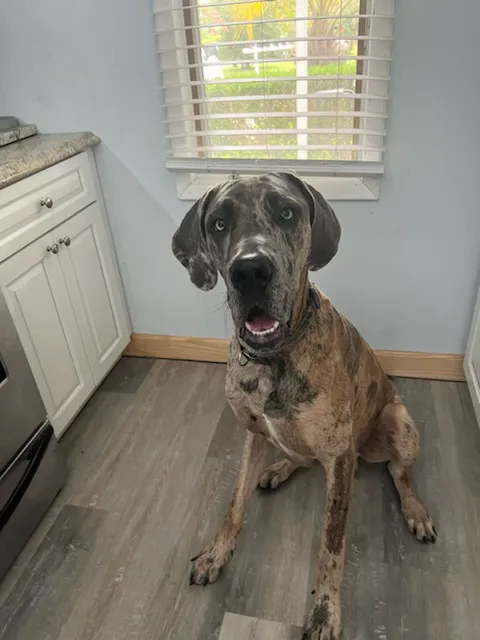 Pet Doctor 1