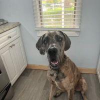 Pet Doctor ico