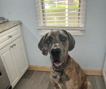 Pet Doctor