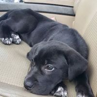 Animal Emergency Hospital of the Strand ico