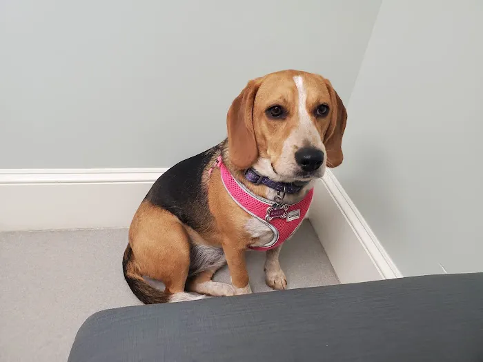 Conway Animal Hospital 7