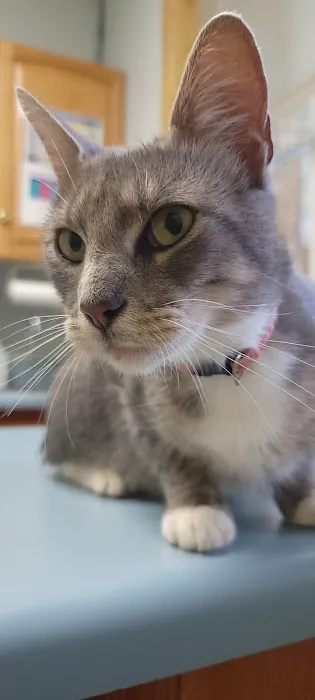 Waccamaw Regional Veterinary Center 1