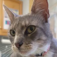 Waccamaw Regional Veterinary Center ico