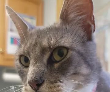 Waccamaw Regional Veterinary Center
