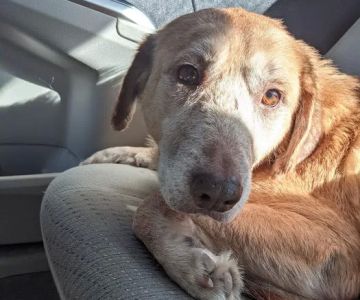 Altman Animal Hospital