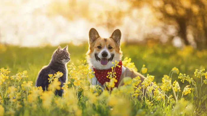 Baird's Animal Hospital 4