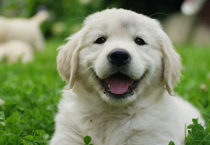 Baird's Animal Hospital 9