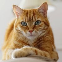 Baird's Animal Hospital ico
