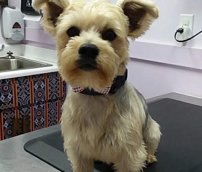 Southeastern Veterinary Hospital Pa 2