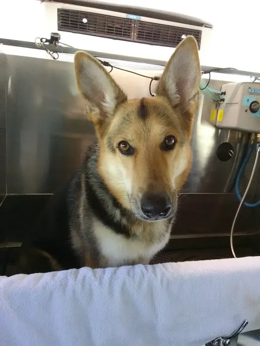 Southeastern Veterinary Hospital Pa 8