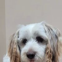 Front Porch Veterinary Clinic ico