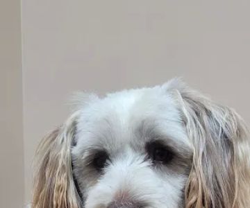Front Porch Veterinary Clinic