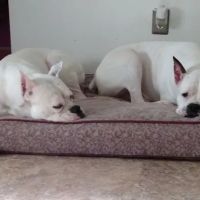 Pembroke Veterinary Hospital ico