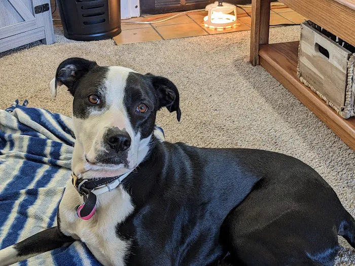 Dillon Animal Hospital 5