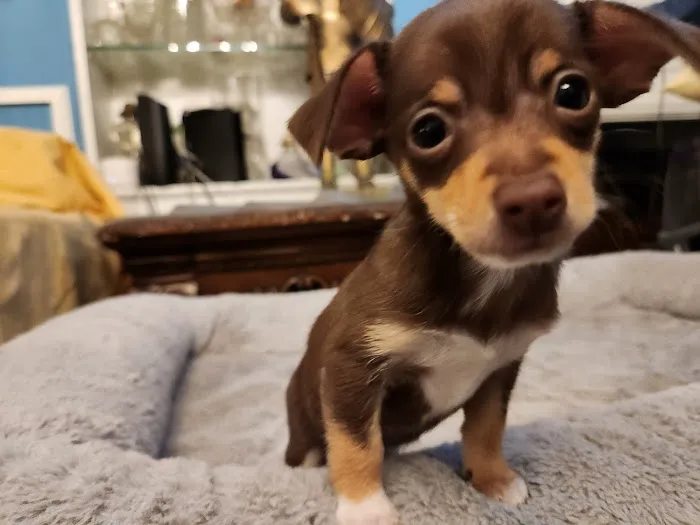 Dillon Animal Hospital 4