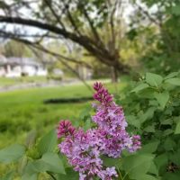 Western Maryland Animal Hospital ico