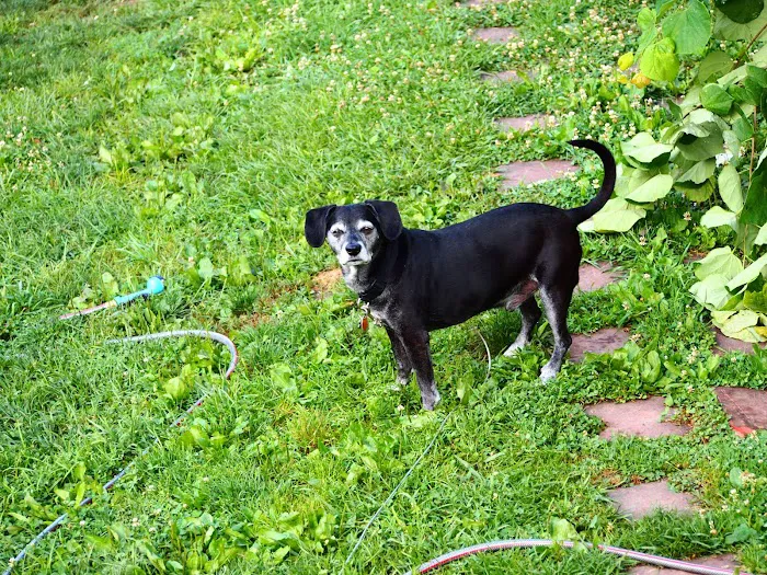 Western Maryland Animal Hospital 3