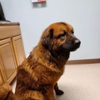 Mountainview Veterinary Services ico