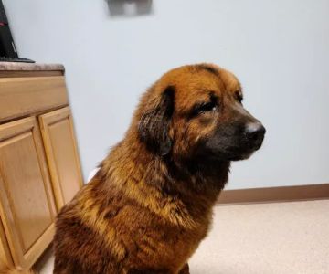 Mountainview Veterinary Services