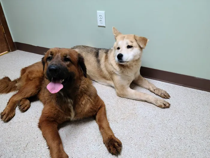 Mountainview Veterinary Services 9