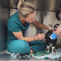 Cambria Veterinary Care Large Animal ico