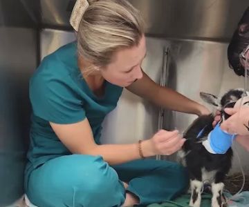 Cambria Veterinary Care Large Animal