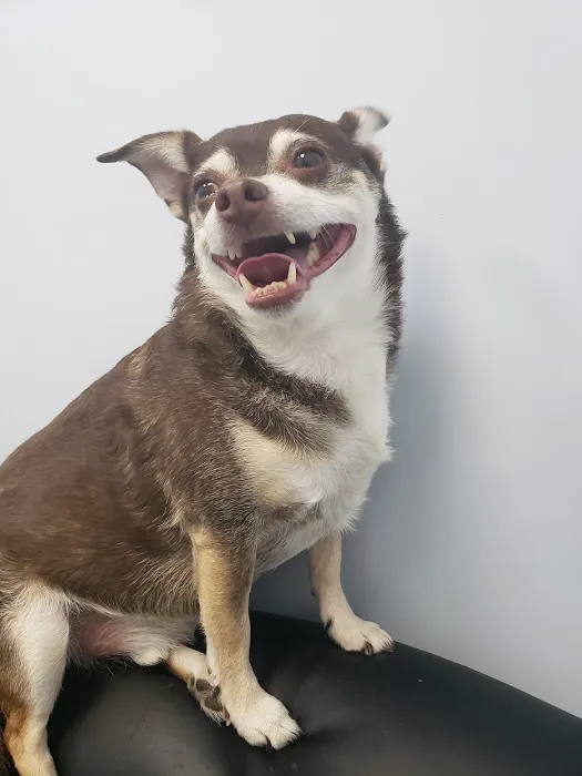 Cambria Veterinary Care 9