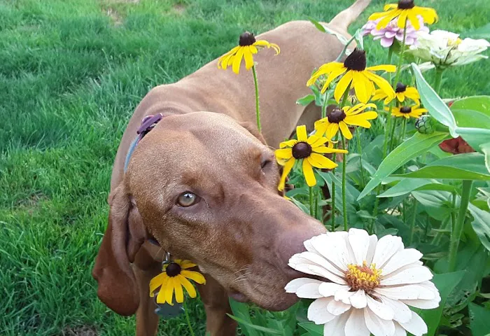Cambria Veterinary Care 3