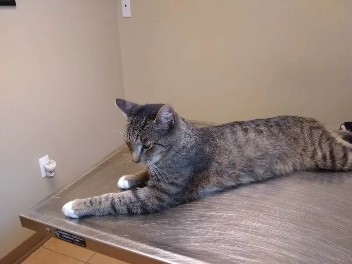 Cambria Veterinary Care 1