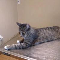 Cambria Veterinary Care ico