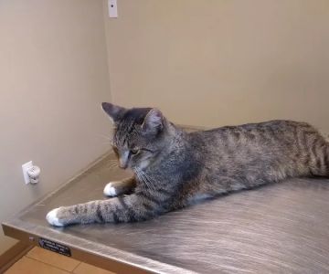 Cambria Veterinary Care