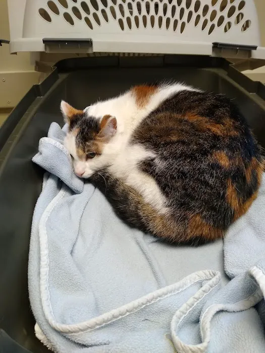 Cambria Veterinary Care 2
