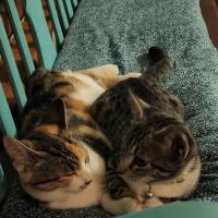 Alfes Home Vet Care ico