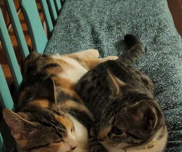 Alfes Home Vet Care