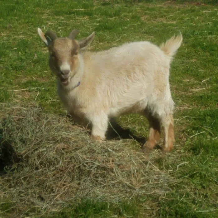 Countryside Animal Health - Smicksburg 3